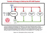 FPS-Transfer-of-Energy-in-Cells.png