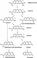 Formation-of-azures-and-other-thiazine-dyes-by-oxidative-demethylation-of-methylene-blue.png
