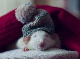 __opt__aboutcom__coeus__resources__content_migration__mnn__images__2014__01__rat-wearing-knit-...jpg