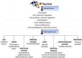Taurine-plays-many-and-different-physiological-roles-in-various-tissues-Some-taurine.jpg