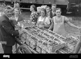 Strawberry_Harvest_Buehl_Germany-1930s.jpg
