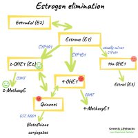 estrogen-elimination.jpg