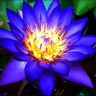 blue_lotus